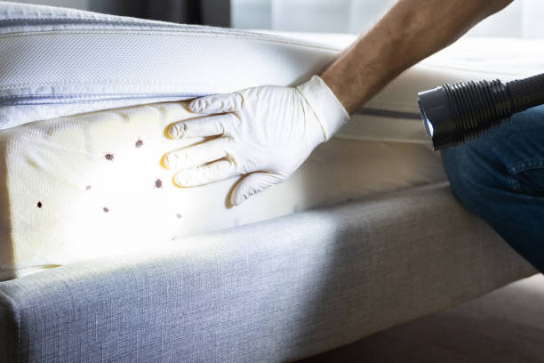Best Mosquito Control Services  in Peru, IL