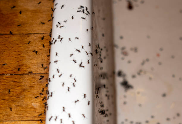 Best Wasp Removal Services  in Peru, IL